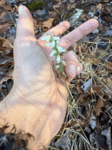 Nodding ladies’ tresses held in a person's hand near the ground to show the small plant size.