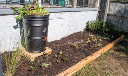 Rain barrel connected to a downspout with plants growing on top of it.