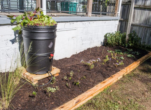 Rain barrel connected to a downspout with plants growing on top of it.
