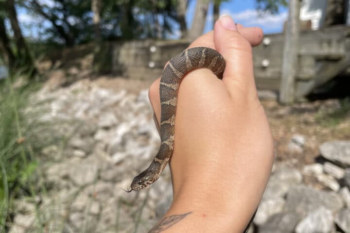 A small snake held in a person's hand.