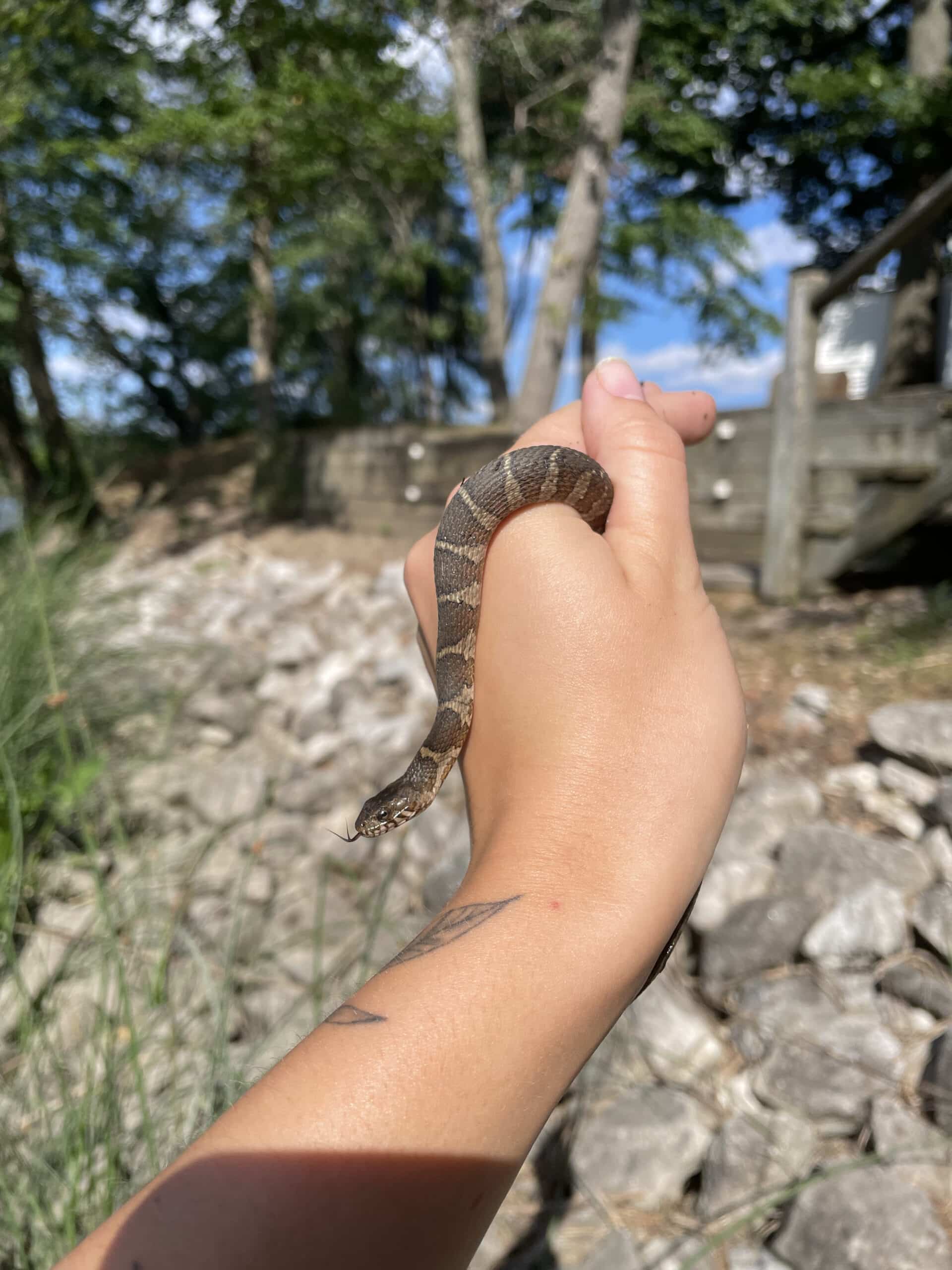 The Northern Watersnake: A Chesapeake Companion - Alliance for the