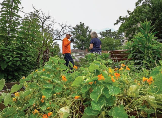 orange flowers and a person showing another what is growing in a garden
