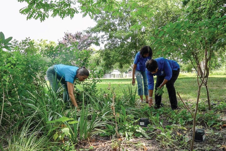 people bend over and remove weeds from a garden