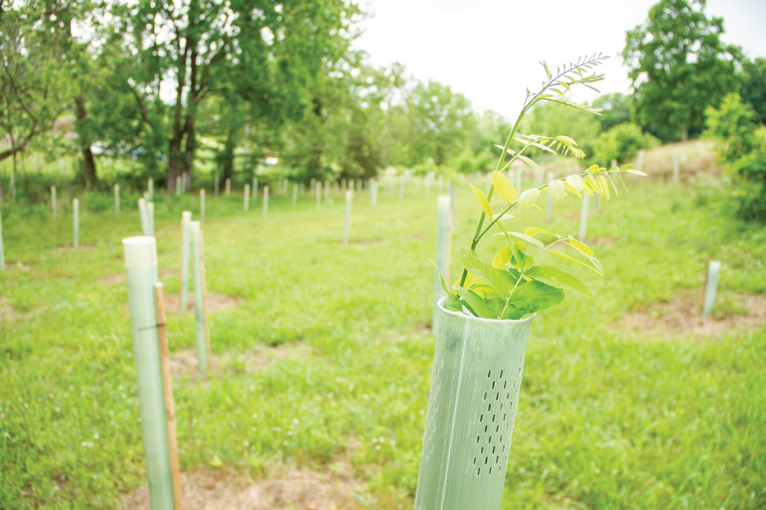 a young tree grows out of its protective tube