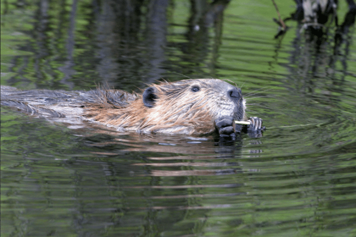 A beaver swimming through water holding something in it's paws near it's mouth.