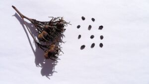 Dried plant clipping sitting on a blank, flat surface next to a grid of dried seeds.