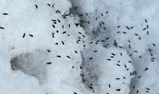 Hundreds of small bugs on a pile of snow.