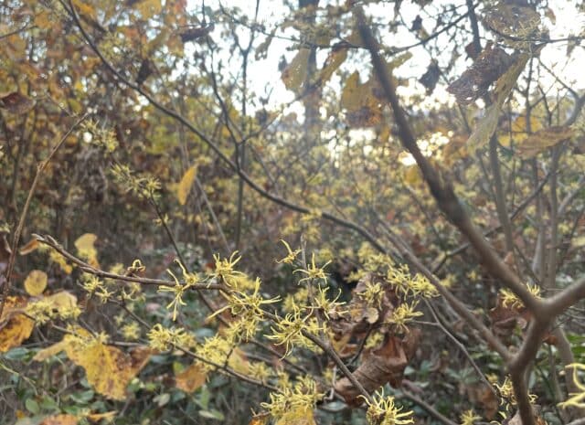 Witch hazel branch surrounded by other plants.