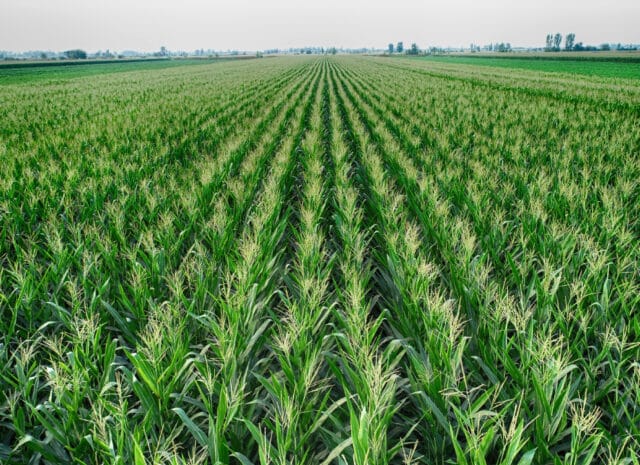 a green corn field