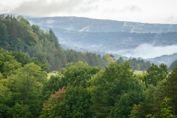 an aerial photo of a forest