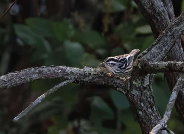 a small black and white bird rests on a tree branch