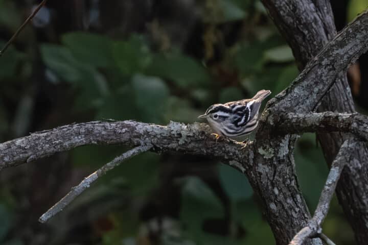 a small black and white bird rests on a tree branch