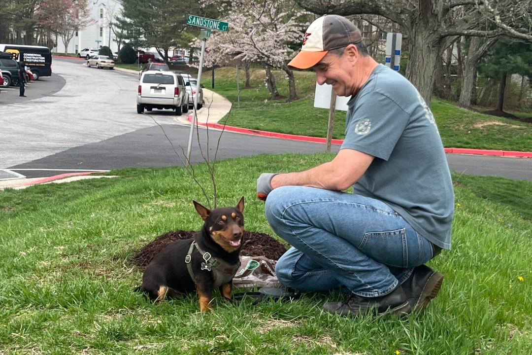 a black and brown dog looks at the camera while someone plants a tree