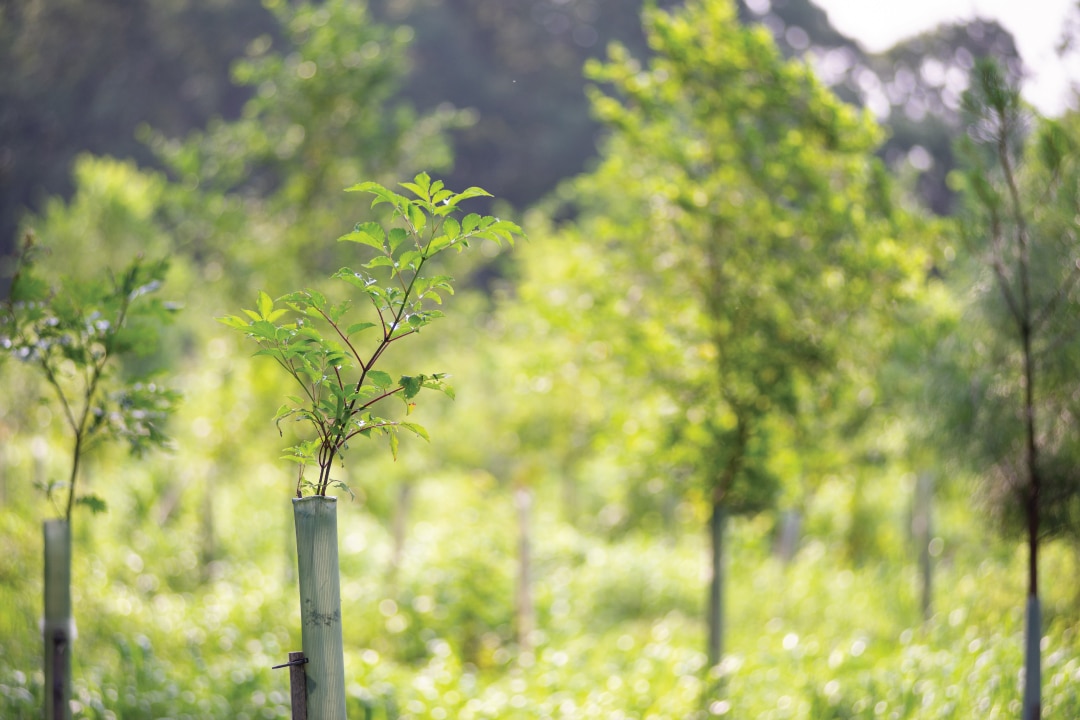 trees growing out of protective plastic tubes