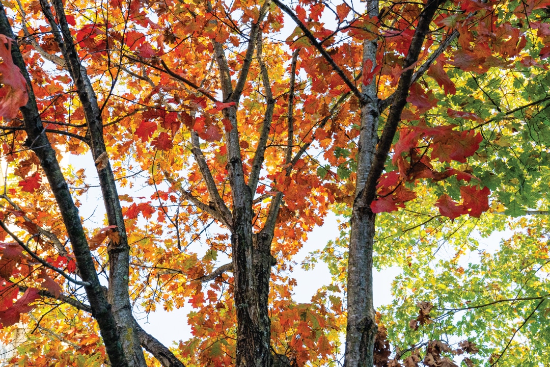 red and orange leaves on trees