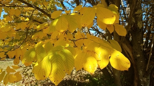 yellow leaves on a tree