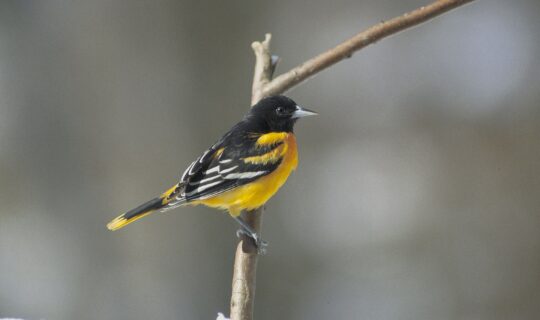 Baltimore oriole perched on a twig.