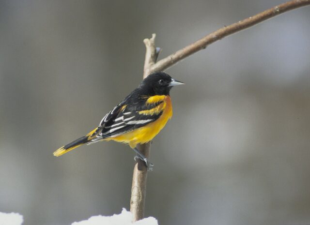 Baltimore oriole perched on a twig.