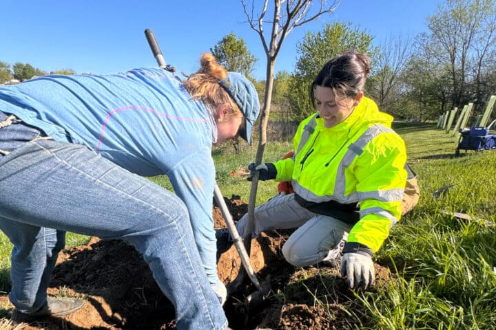 two people smile while they plant a large tree
