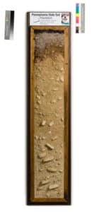 a cross section of soil