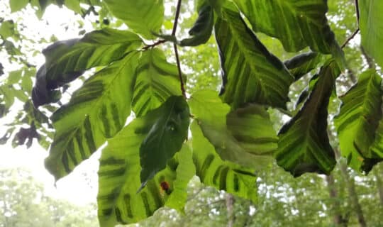 striped leaves on a tree