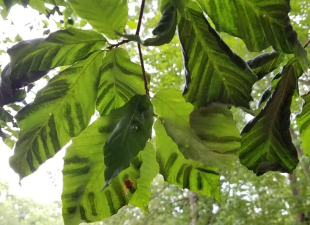 striped leaves on a tree