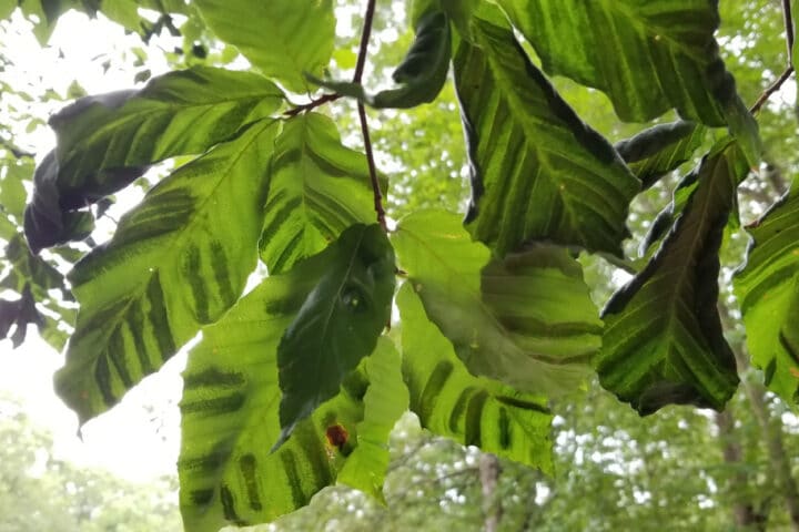 striped leaves on a tree