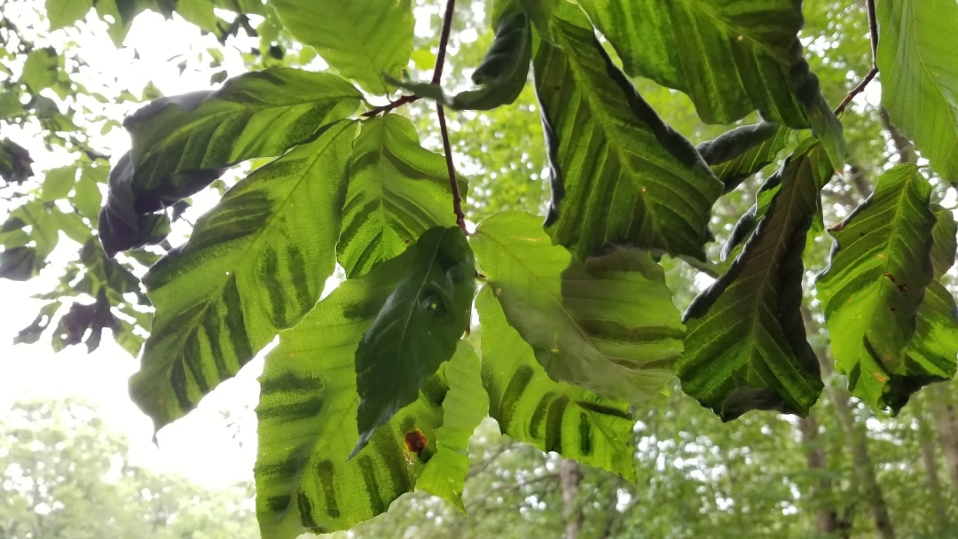 striped leaves on a tree