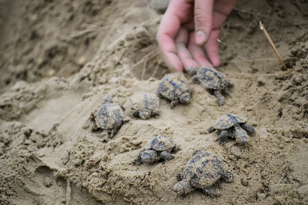 a group of baby turtles in the sand