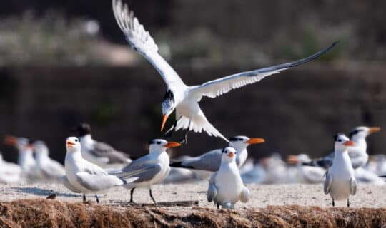 a white bird lands on the sand