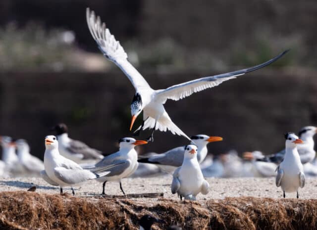 a white bird lands on the sand