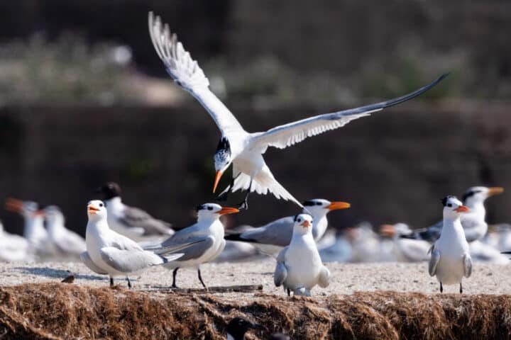 a white bird lands on the sand