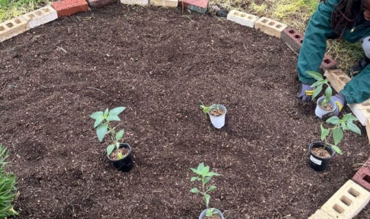 a person plants a small plant in a round enclosure of soil