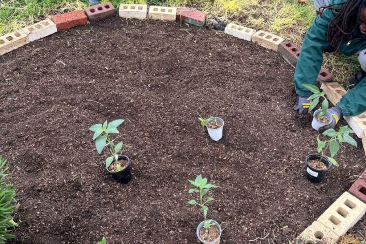 a person plants a small plant in a round enclosure of soil