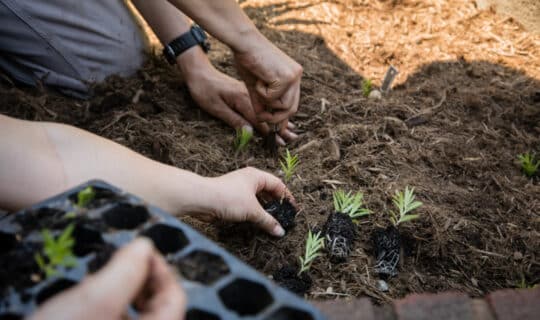 hands put small plants into soil