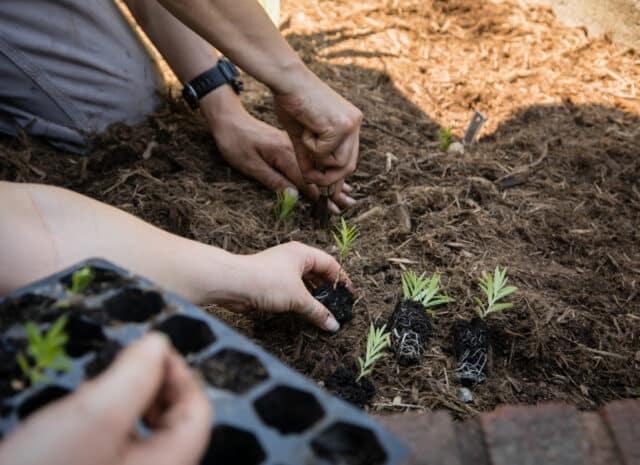 hands put small plants into soil