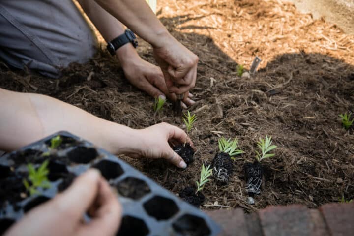 hands put small plants into soil