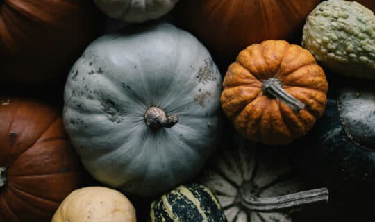 pumpkins of various colors
