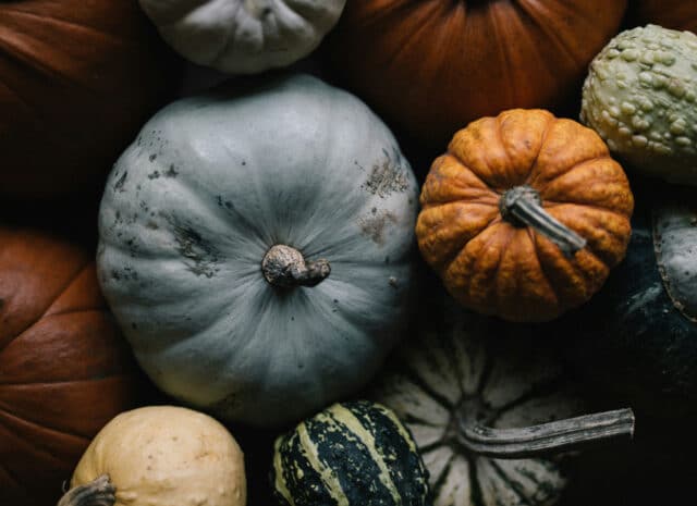 pumpkins of various colors