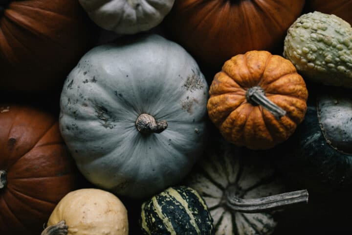 pumpkins of various colors