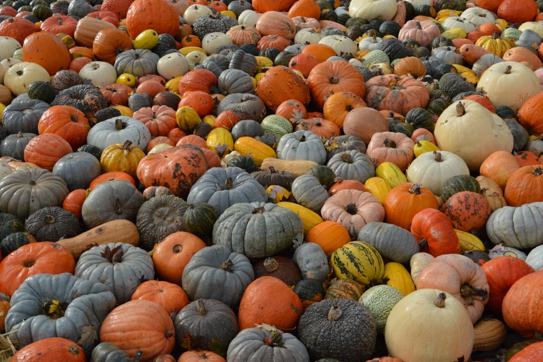 a large collection of multicolored pumpkins