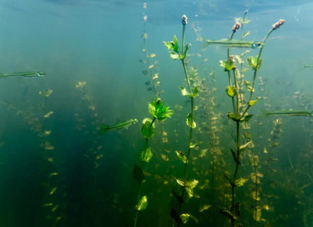 grass plants and fish underwater